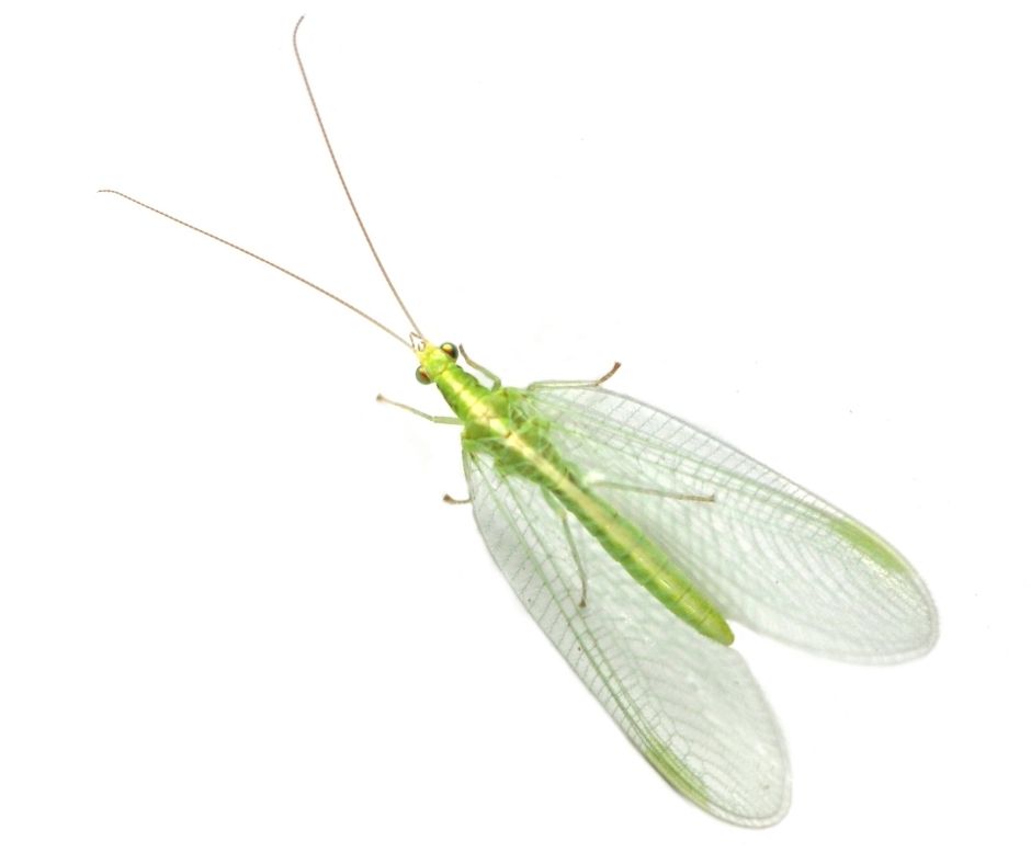 lacewing beneficial bug