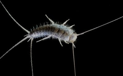 Silverfish on a black background