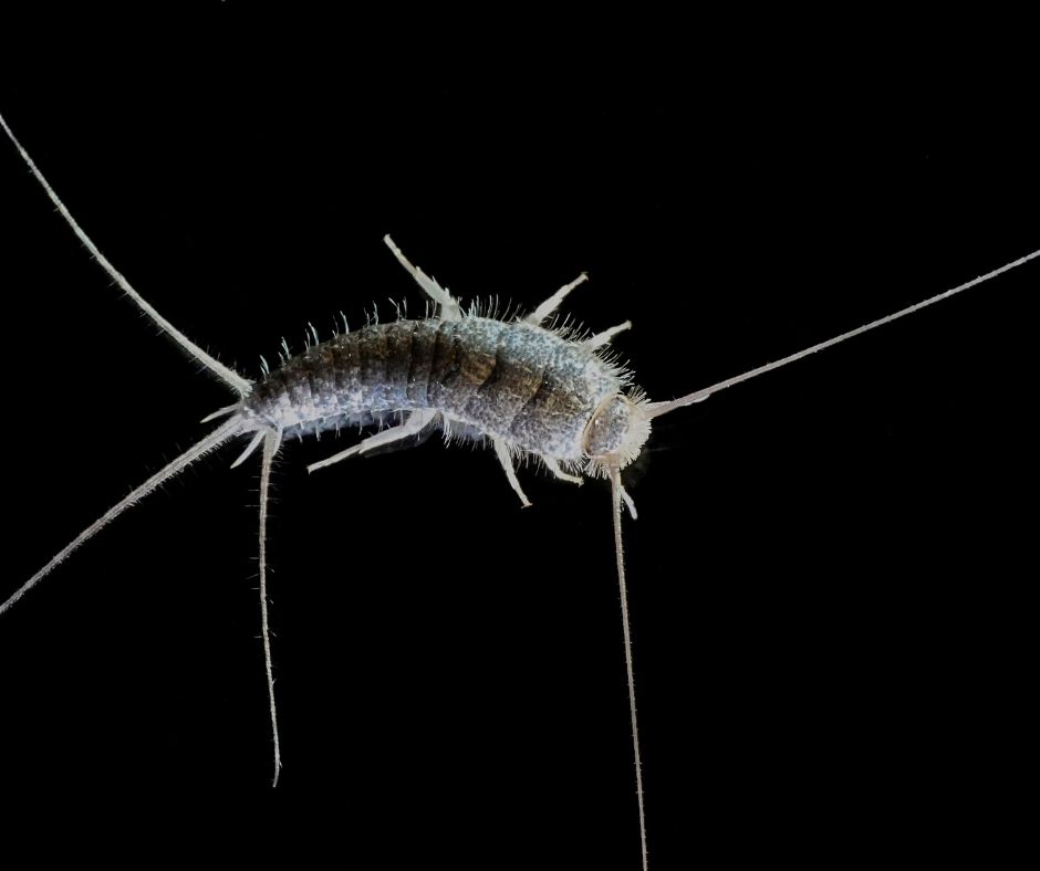 Silverfish on a black background