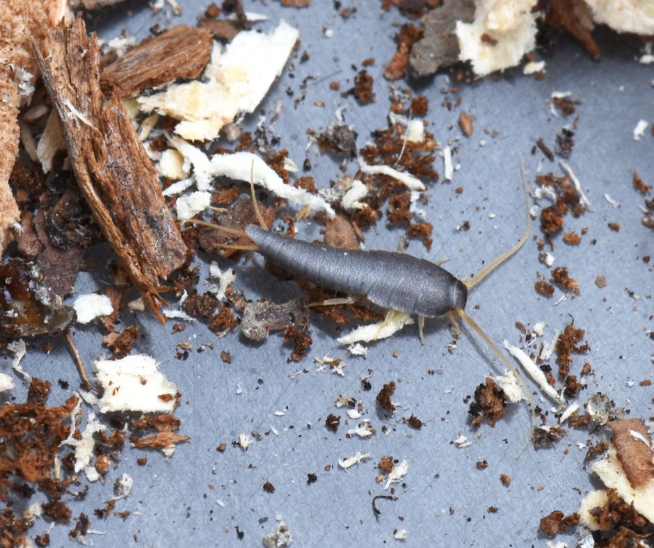 silverfish pest control in bark debris