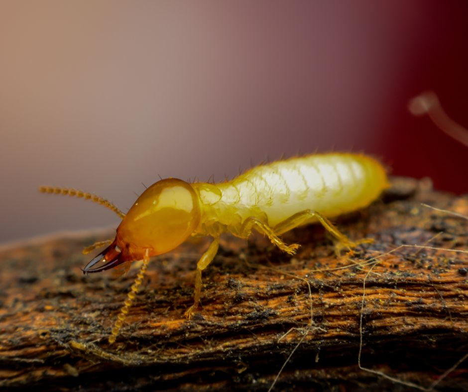 Winter Termite damage repair single termite on a log