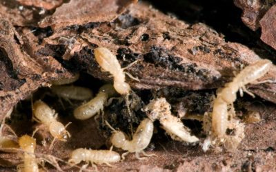 Termite damage repair- termites eating wood