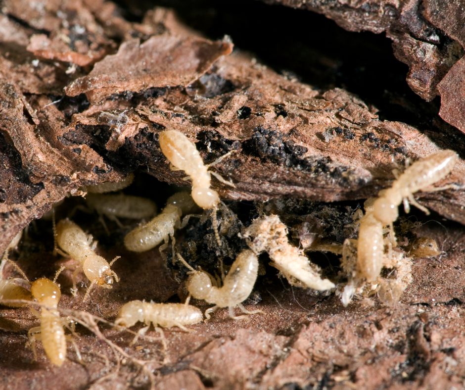 Termite damage repair- termites eating wood