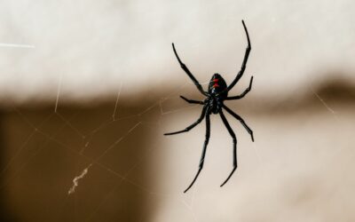 spider season black widow - featured image