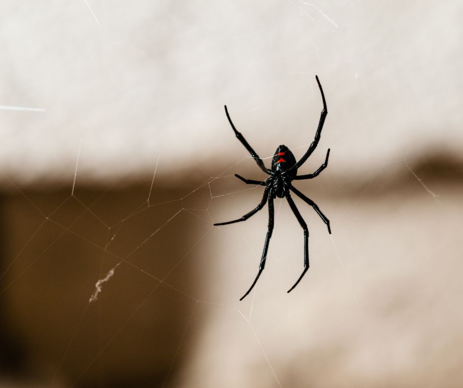 spider season black widow - featured image