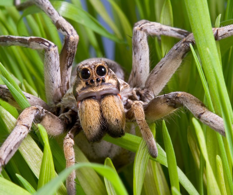 spider season close up in the grass