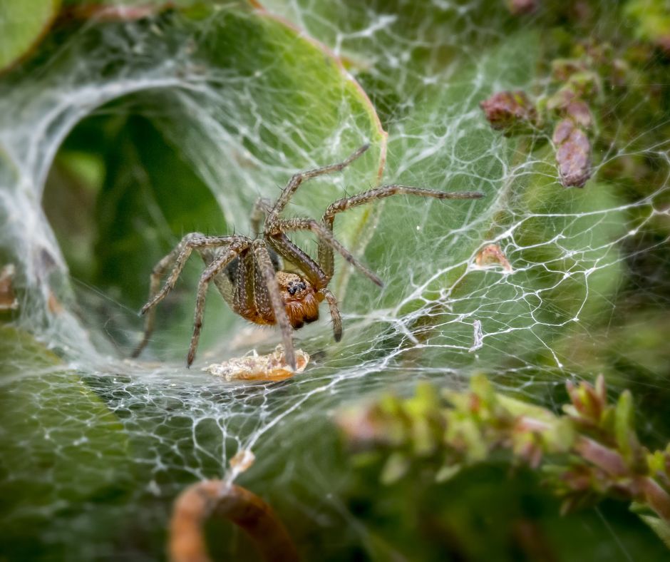 spider season- spider in web