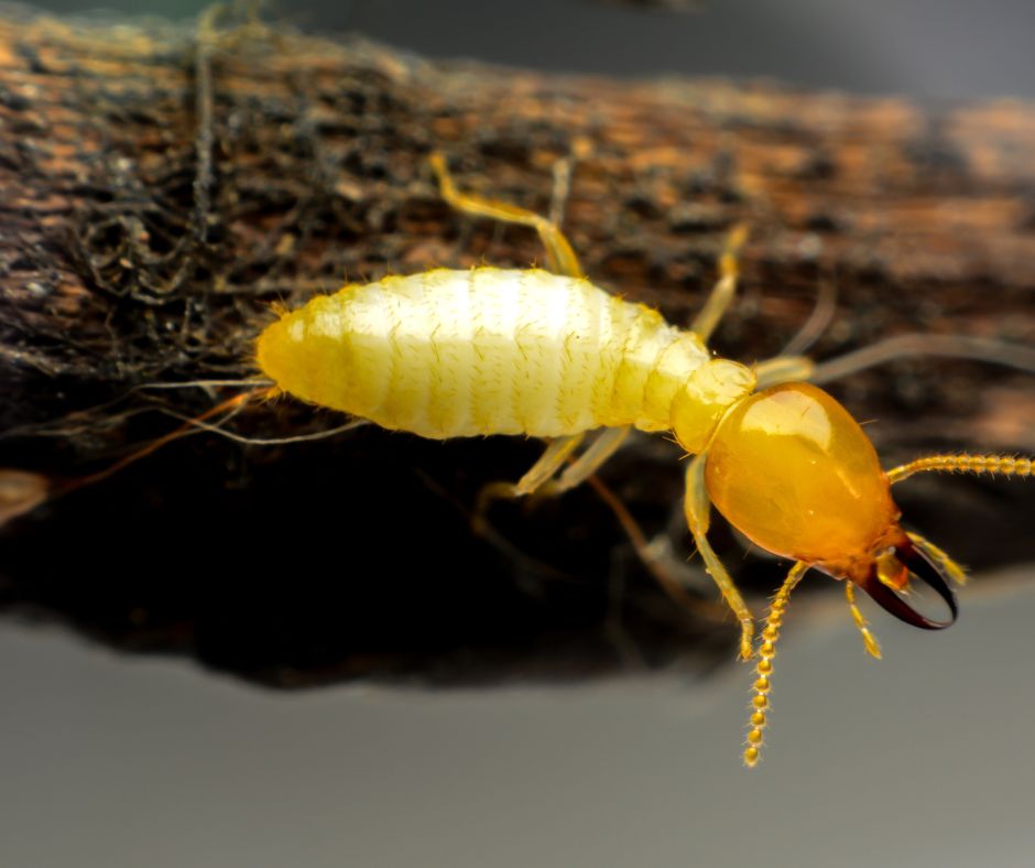 termite overhead view -Termite damage repair