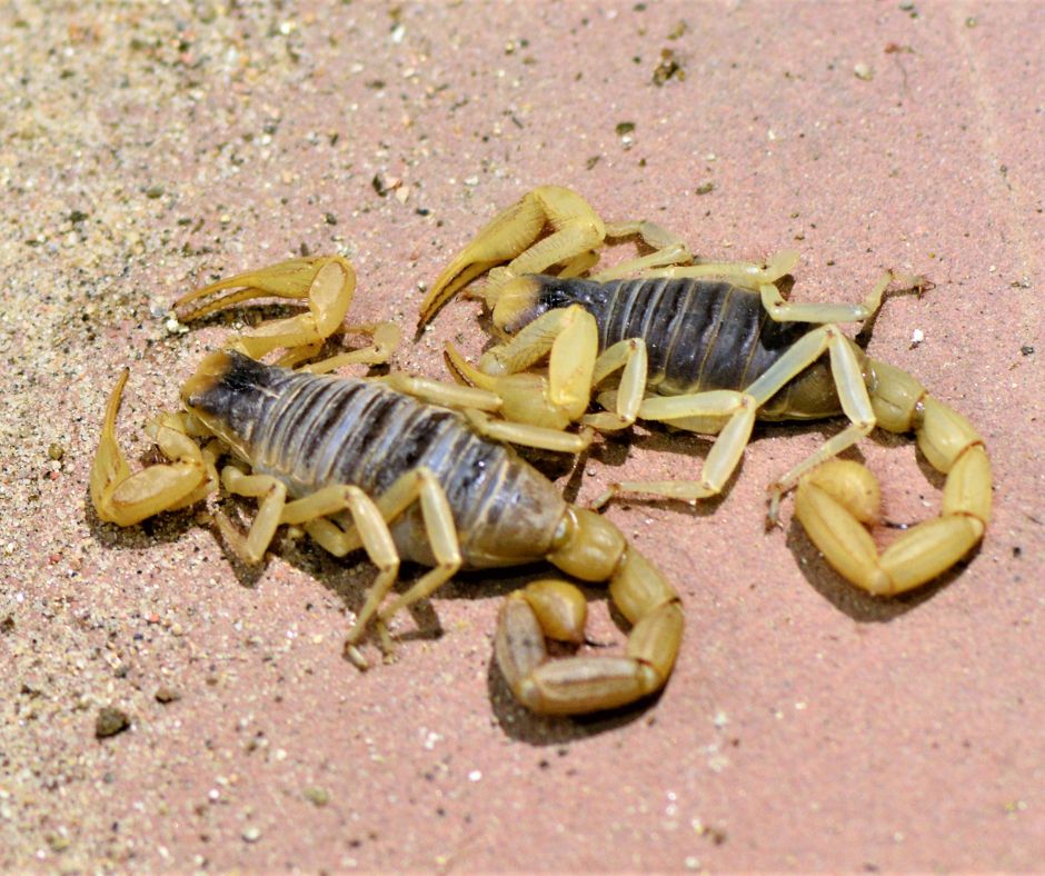 deadly scorpions