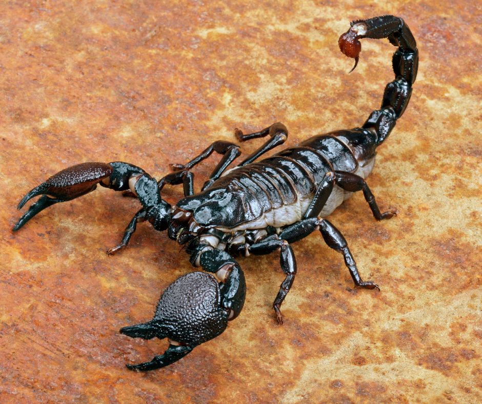 deadly scorpion posed