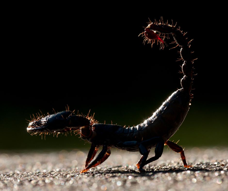 deadly scorpion with tail up ready to strike
