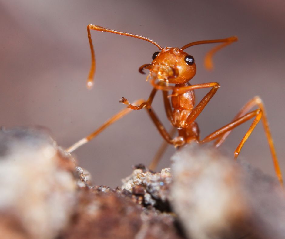 fire ants are a type of ant in Arizona