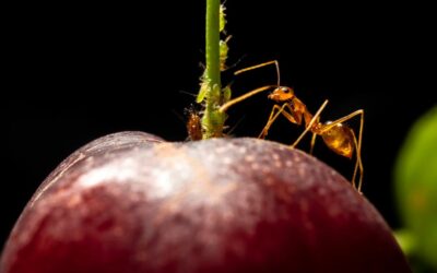 Crazy ant on an apple image for types of ants in Arizona