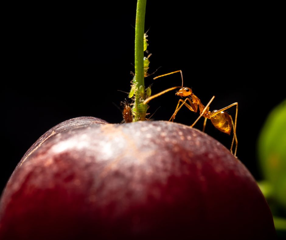 Crazy ant on an apple image for types of ants in Arizona