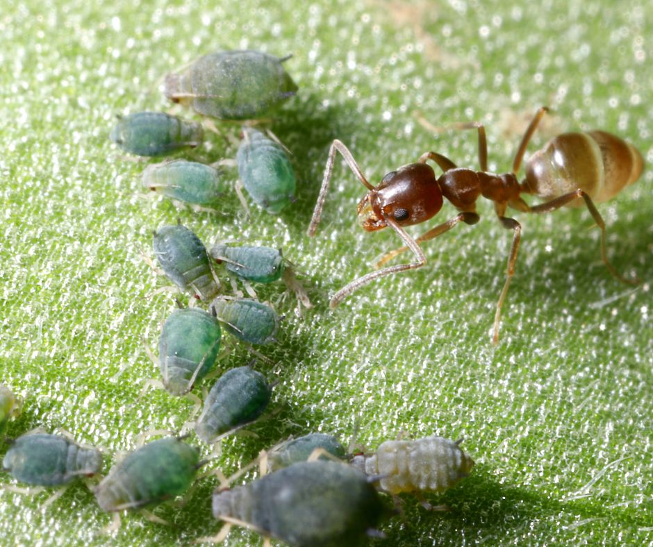 Argentine Ant types of ants