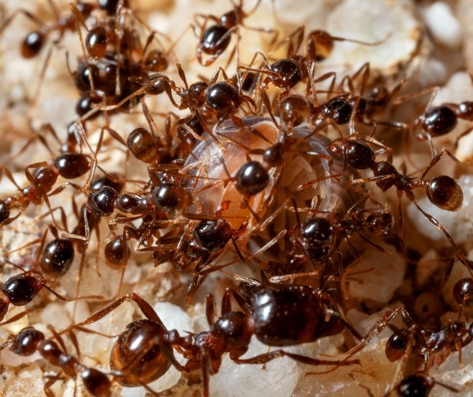 Halloween horror ants