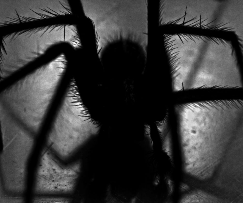 Scariest insects- spiders