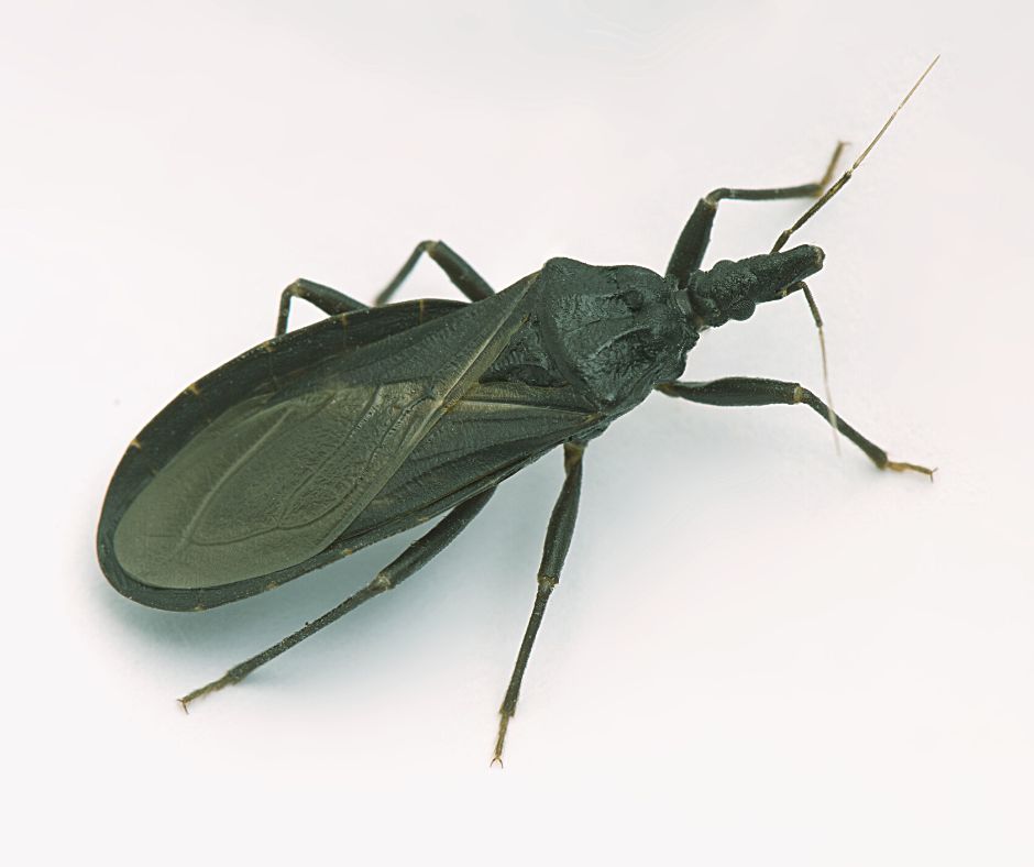 Assassin Bug image