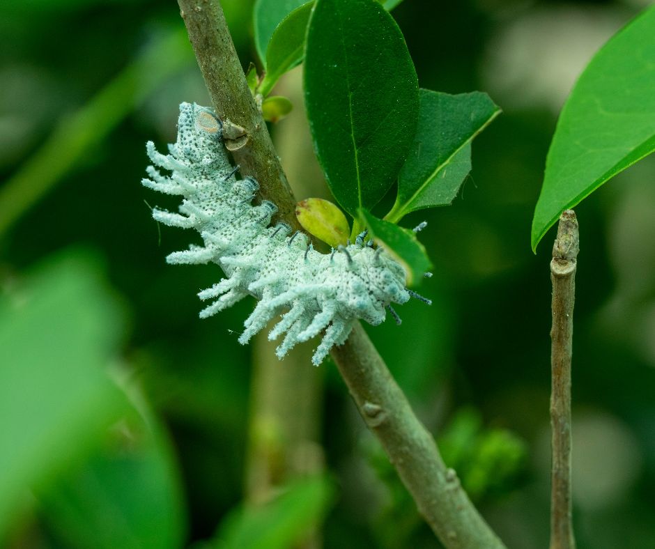 scariest insects caterpillar