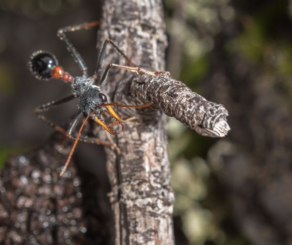 killer ant closeup image