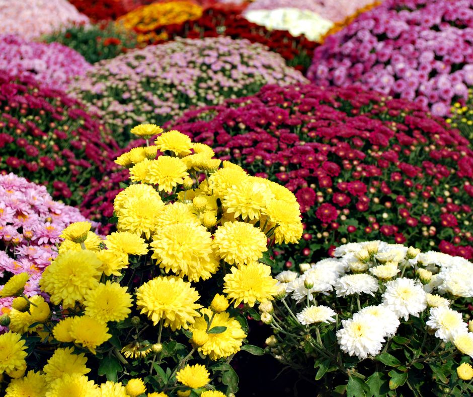 Chrysanthemums