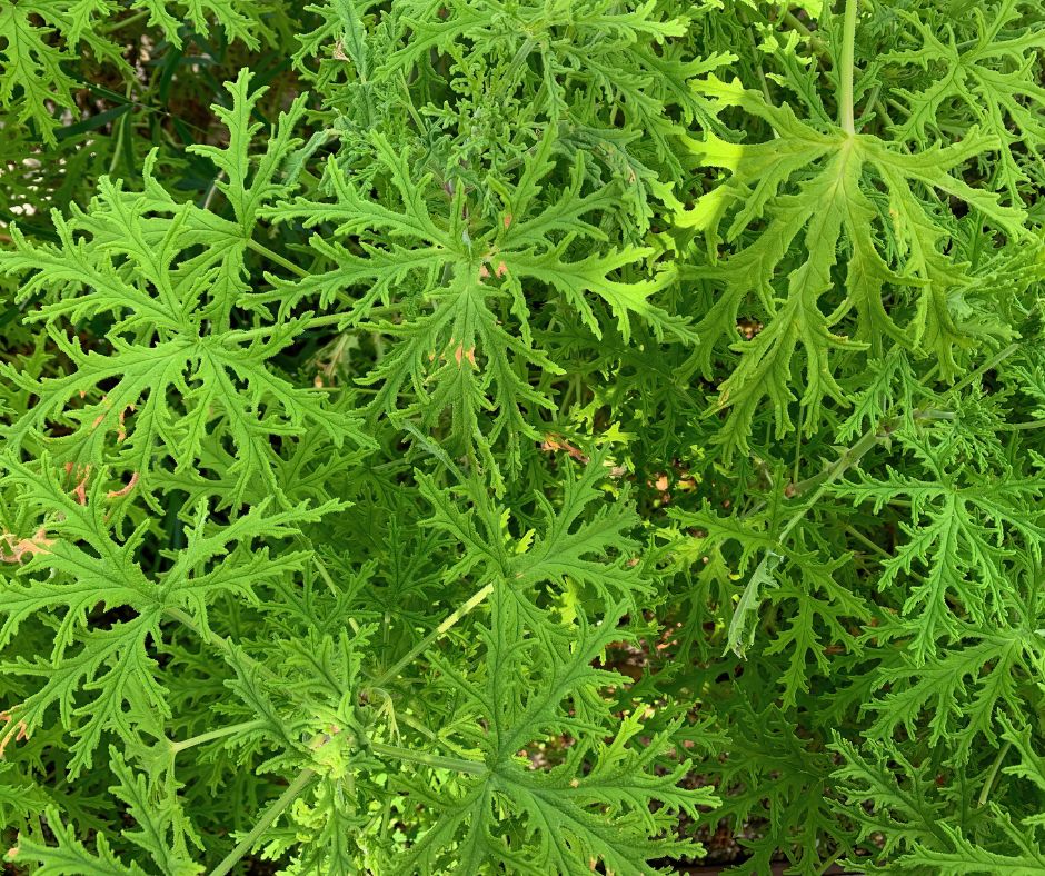 Citronella Plants repel insects