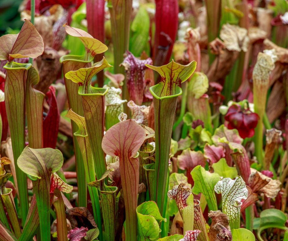 Pitcher plants repel insects